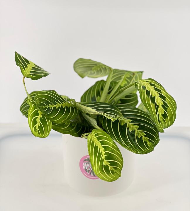 Image du produit Mahaloplants Maranta Citron vert (25 cm, Respectueux des animaux)