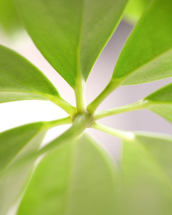 Produktbild feey Schefflera (35 cm, Frisch umgetopft)
