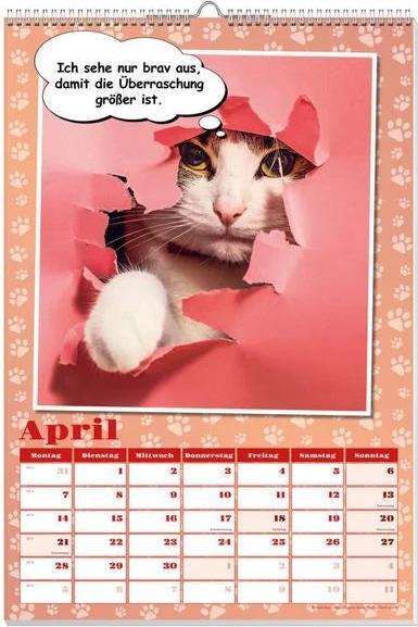 Produktbild Coole Katzen Posterkalender 2025