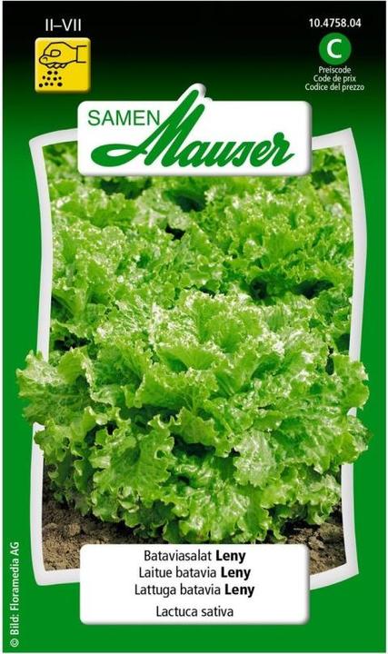 Actual product image Samen Mauser Bataviasalat Leny (Vegetable seeds)