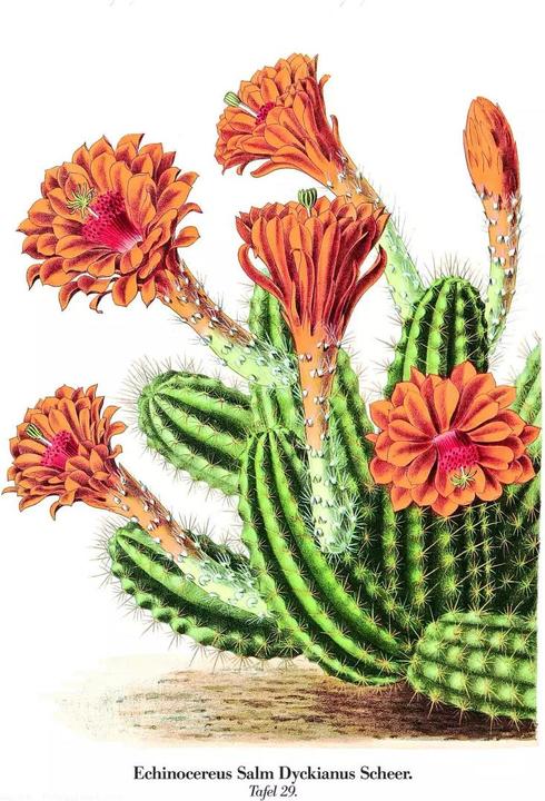 Image du produit Cactus en fleurs (2.50 cm)