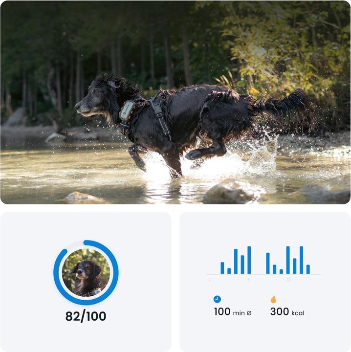 Produktbild Tractive GPS Dog (XL, Hund, Spazieren, Jogging, Hundesport)