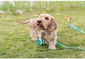 Immagine prodotto Trixie Picchetto di ancoraggio (40, Cane, Generale)