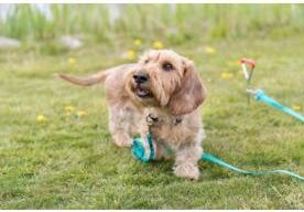Actual product image Trixie Anchor peg (40, Dog, General)