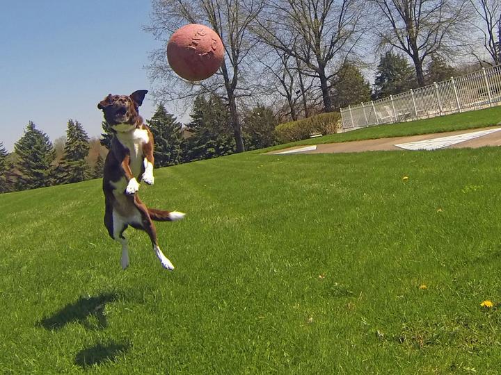 Image du produit Jolly Pets Tug-N-Toss 15cm Orange (Vanilla Smell) - (JOLL045C) (Jouet à balle chien)