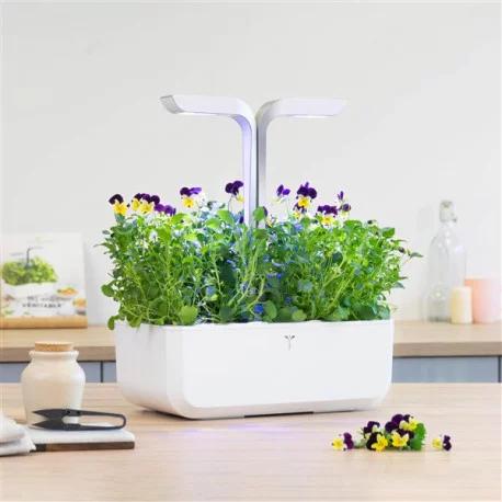 Immagine prodotto Véritable Viole del pensiero biologiche (Semi di piante)