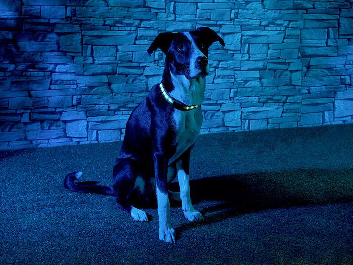 Actual product image Infactory LED strip light with kinetic light function (Dog, General)