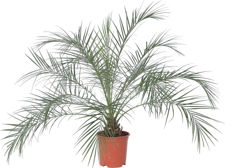 Immagine prodotto Plant in a Box Phoenix roebelenii - Palma da dattero nana (80 cm)