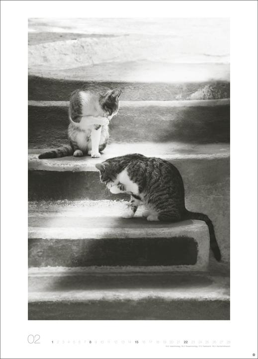 Produktbild Cats Edition Kalender 2026 (49 x 68 cm)