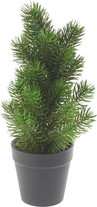 DPI Noble fir tree "Rory" in pot, approx. h 32 cm (32 cm)