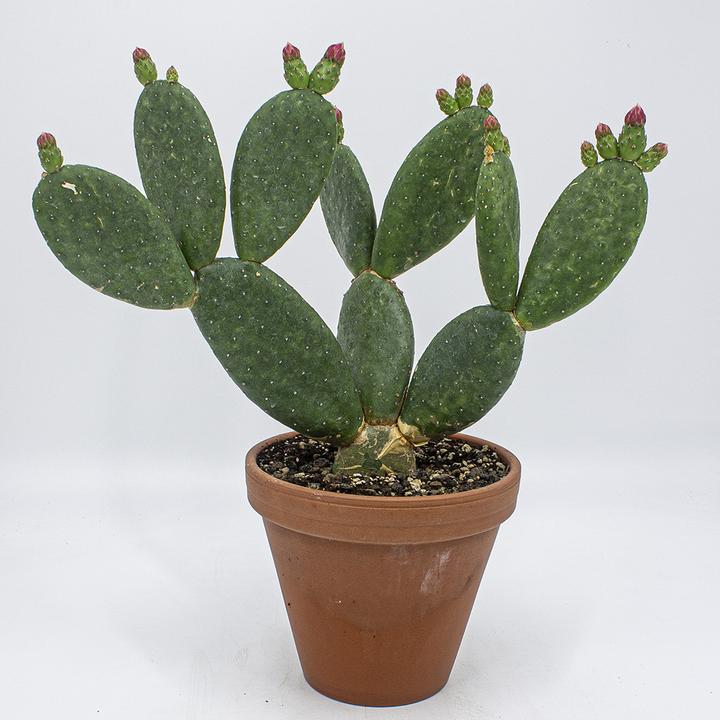 rosa gummibaum Gummibaum kaufen - Ficus elastica Tineke Zimmerpflanze Ø:12 H:35 cm