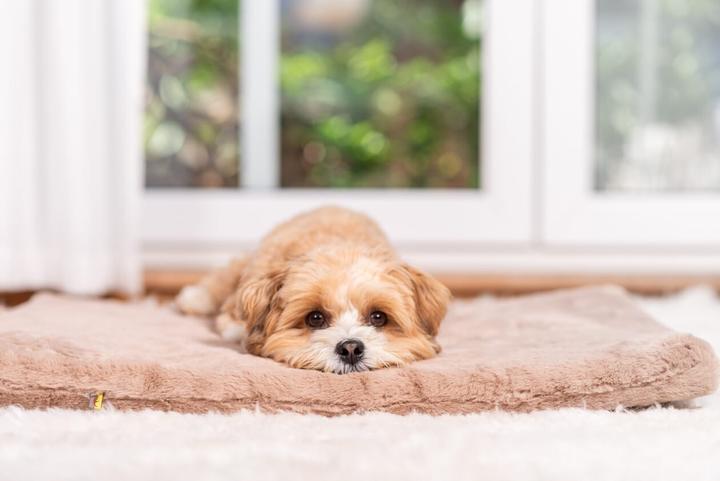 Produktbild Sabro Jokkmokk SilkTouch Hundeliegematte (Hund)