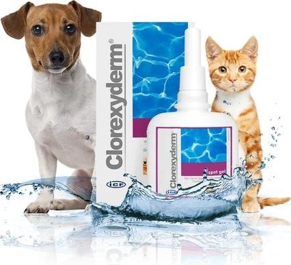 Produktbild ICF CLOREXYDERM Spot Gel ad us vet 100ml (Hund, 100 ml)
