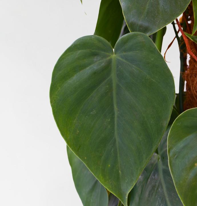 Produktbild Plant in a Box Philodendron scandens - Baumfreund (150 cm)