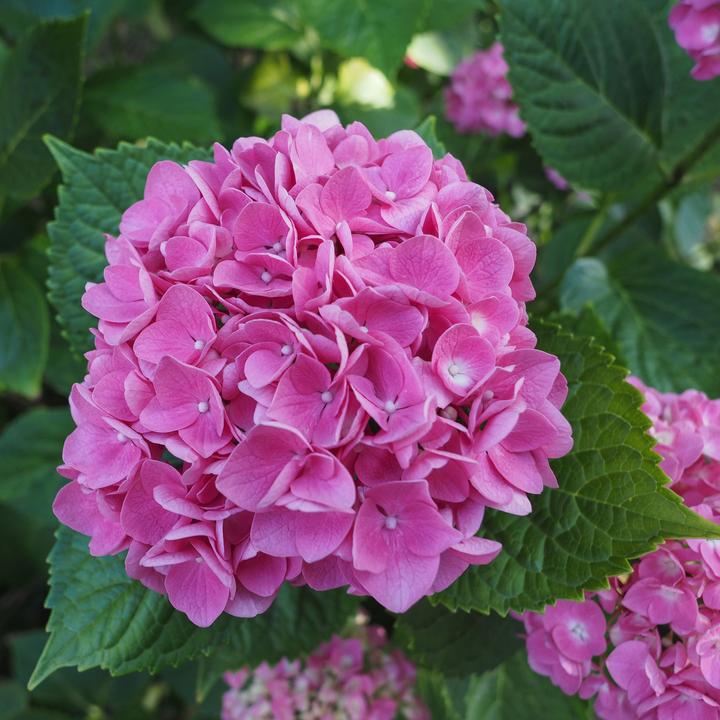 Produktbild Plant in a Box Hydrangea macrophylla 'Early Pink' - 3er Set Hortensien (25 cm)