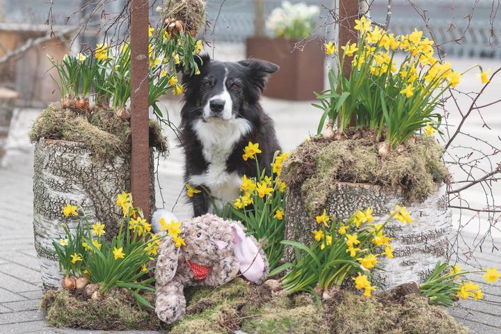Image du produit Trixie lapin (Jouet en peluche chien)