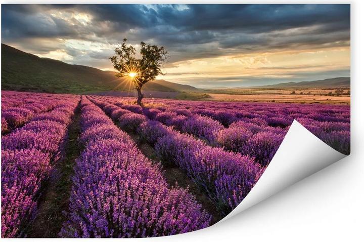 Produktbild Trenddeko Lavendelblüte in der Provence (150 x 100 cm)