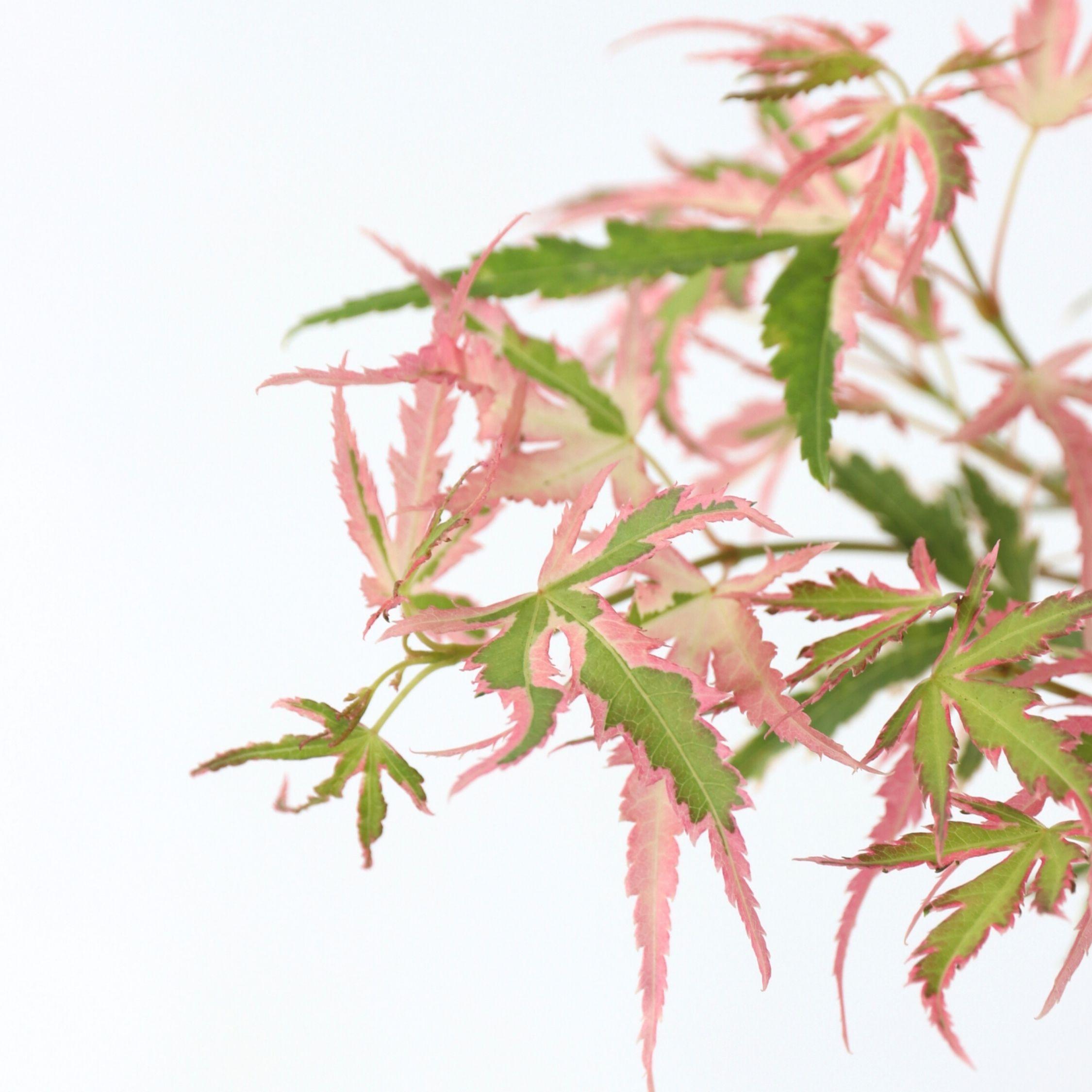 Thumbnail - Plant in a Box, Pflanzen, Acer palmatum 'Taylor' - (35 cm)