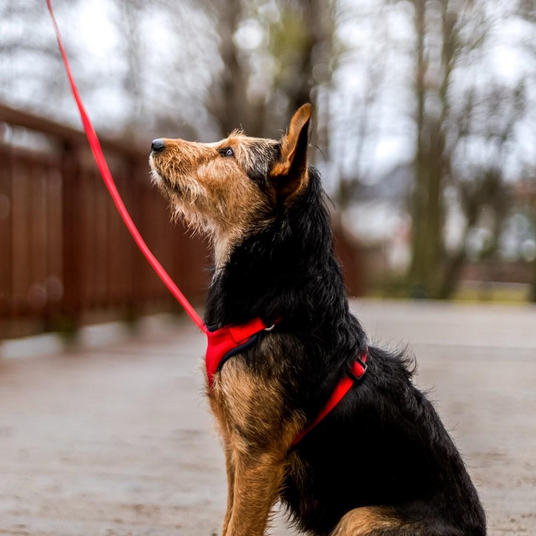Thumbnail - Red Dingo DINGO Anti-pressure - Hundegeschirr - 30-38 cm (Hund, Allgemein), Halsband + Leine