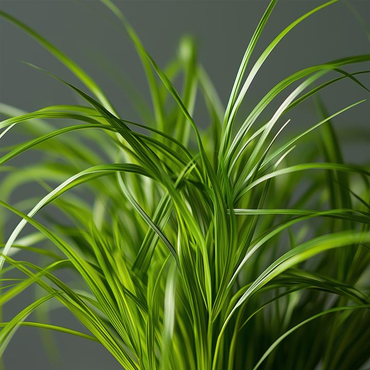Produktbild Plant in a Box Cyperus zumula - 6er Set Zyperngras (30 cm)