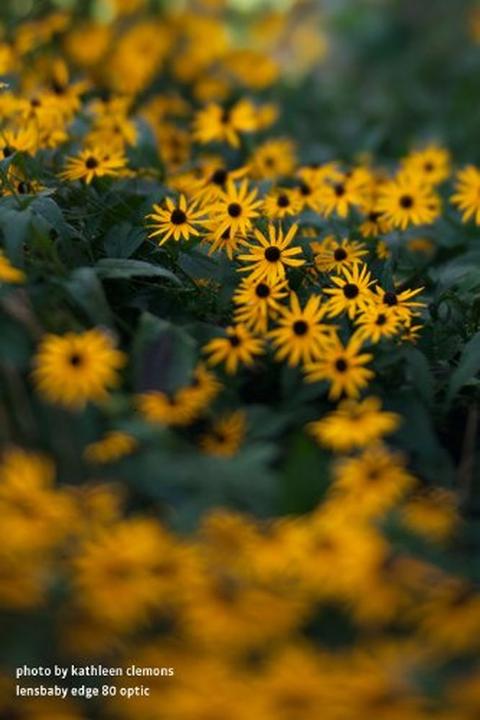 Produktbild Lensbaby Edge 80 Optic (Vollformat)