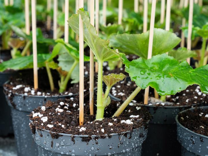 Actual product image PlantaPlus Growmix (50 l, Coco Slab)