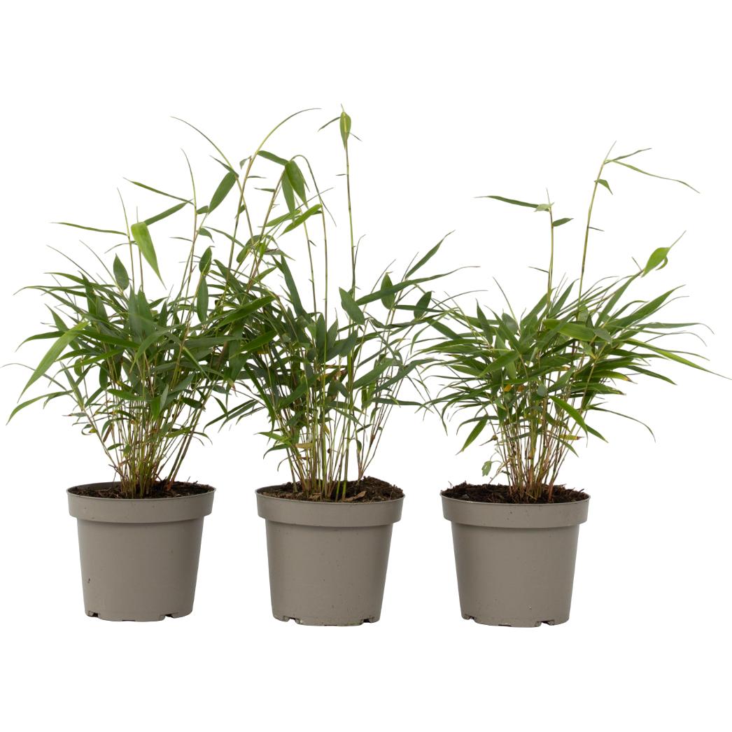 Plant in a Box, Pflanzen, Fargesia scabrida Asian Wonder - 3er Set Asiatische Wunderbambus (25 cm)