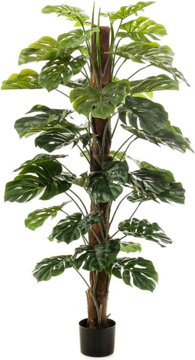 Emerald Sarbis (150 cm)