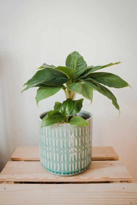 Image du produit Mahaloplants Plante de bananier nain (35 cm)