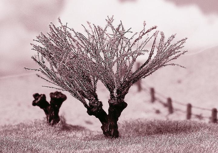 Immagine prodotto Faller 2 siepi ornamentali/ carpini PREM