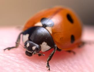 Image du produit Laowa 50mm f/ 2.8 2X Apo MFT (Micro Four Thirds, Micro Four Thirds)