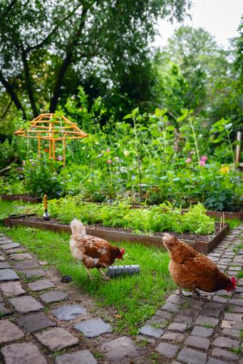 Actual product image Beeztees Feeding Station Chickens Snack Roller, Grey
