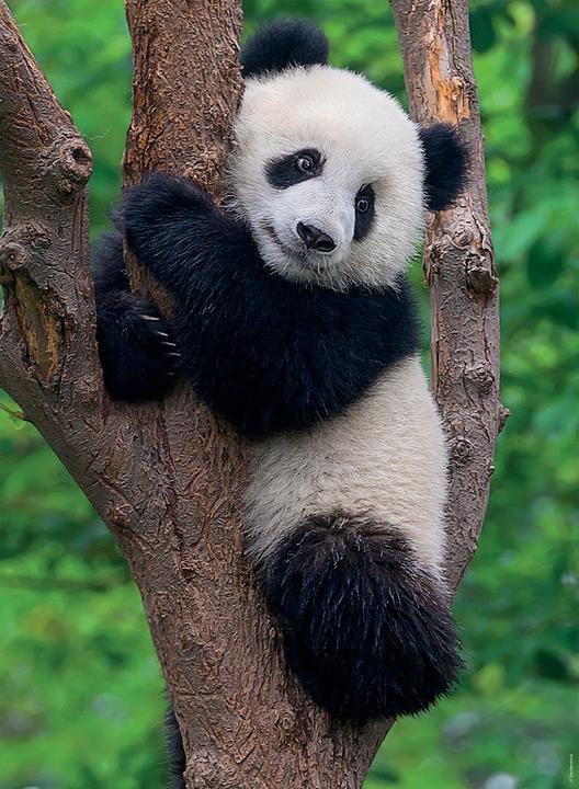 Actual product image Ravensburger Puzzle Panda And Koala 2 x 500 pieces (500 pieces)