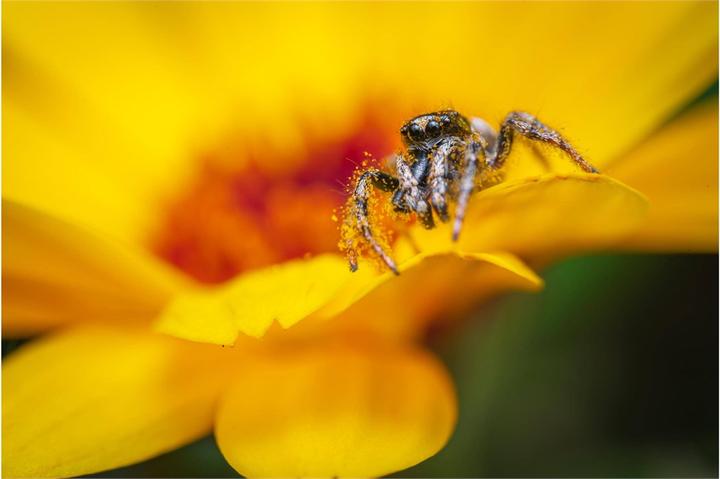 Produktbild Venus Optic Festbrennweite 90mm f/2.8 2x Ultra Macro APO – L-Mount (L-Mount, Vollformat)
