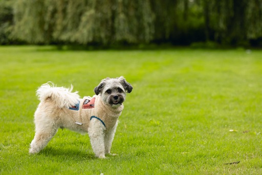 Actual product image Beeztees Teddy (XS, Dog jumper)