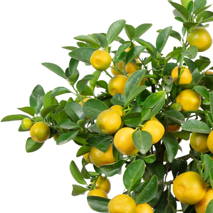 Image du produit Flowerbox Orange de Calamondin - Citrofortunella microcarpa (46 cm)