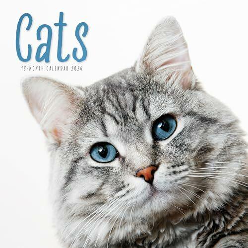 Produktbild Cats Square Wall Sunday Start Calendar 2