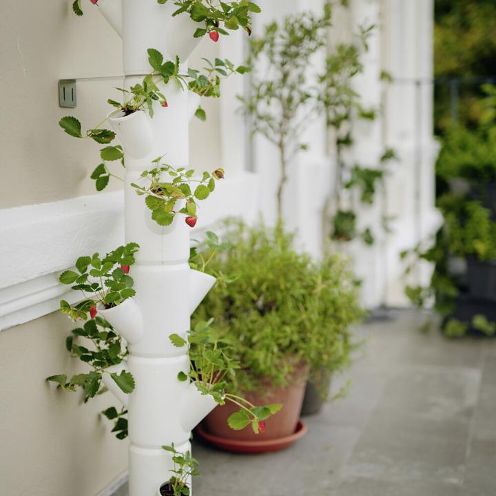 Actual product image Gusta Garden Sissi Strawberry (27 x 27 x 113 cm)