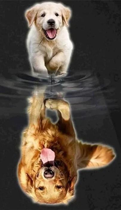 Immagine prodotto Noessa Diamond Painting Hunde