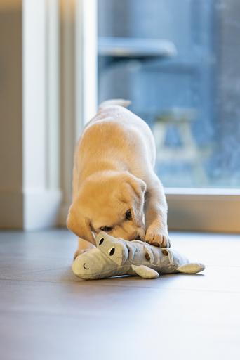 Immagine prodotto Beeztees Giocattolo per cani Puppy Crocodile Jake (Cane di peluche)