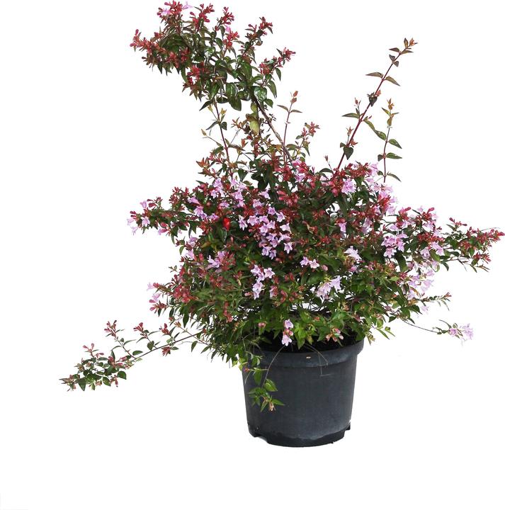 Immagine prodotto Zulauf Abelie / Abelia 'Edward Goucher' (50 cm)