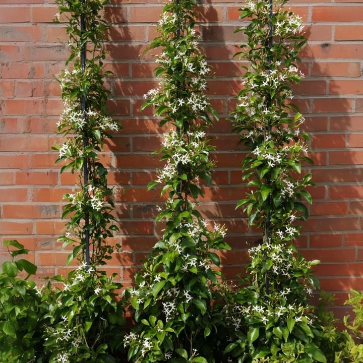 Actual product image Plant in a Box Trachelospermum jasminoides - set of 2 star jasmine (120 cm)