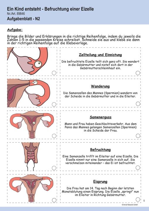 Produktbild Betzold Ein Kind entsteht