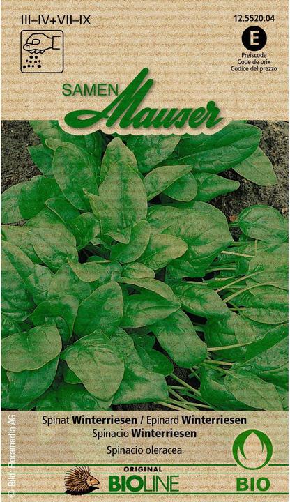 Image du produit Samen Mauser Bourgeon d'épinards biologiques Géant d'hiver (Graines de légumes)