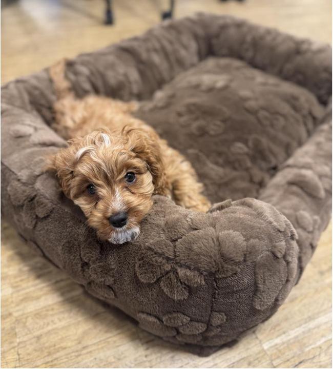 Actual product image Nordic Paws Percy (Dog)