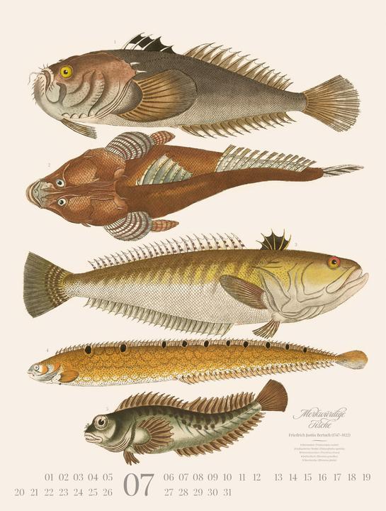 Produktbild Fische Kalender 2026