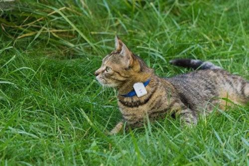Actual product image Girafus Tracking device (Cat)