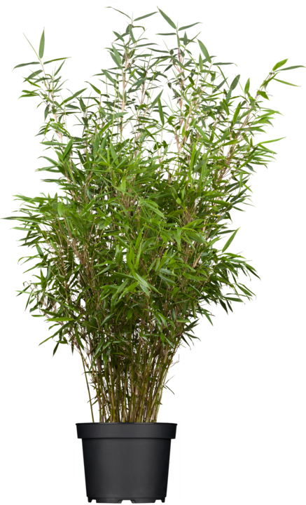 Immagine prodotto Fargesia di bambù (60 cm)