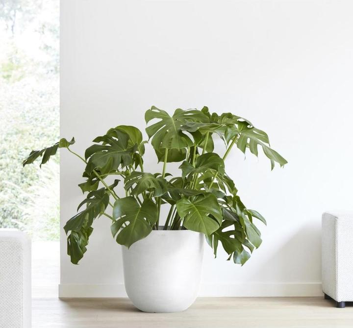 Immagine prodotto Ecopots Oslo (45 x 39 cm)