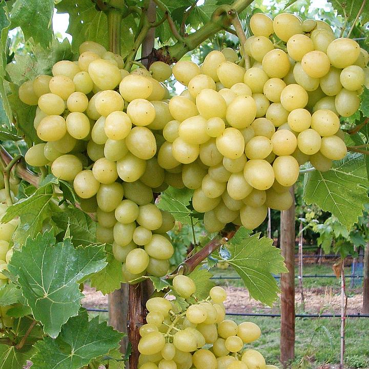 Immagine prodotto Zulauf Vite ibrida / Vitis Arkadia (80 cm)